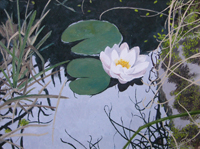 Lily Pond